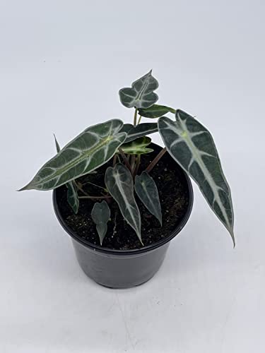 BubbleBlooms Alocasia sanderiana, Kris Plant, Sander's alocasia, in a 4 inch Pot,