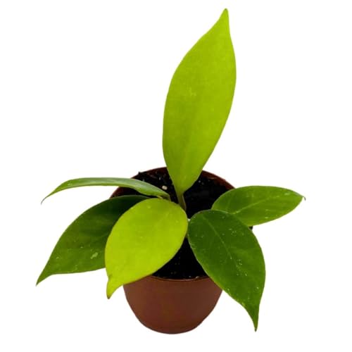 BubbleBlooms Hoya Sunrise 2 inch