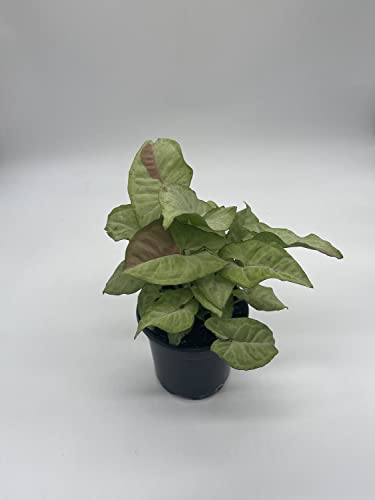 BubbleBlooms Milk Confetti Pink Variegated Syngonium in a 4 inch Pot Syngonium Albo Variegata Half Moon Pixie