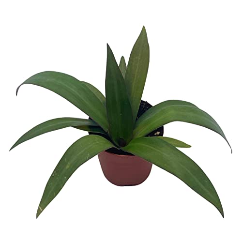 BubbleBlooms Green Moses in The Cradle in a 2 inch Pot Tradescantia spathacea Tiny Mini Pixie Plant