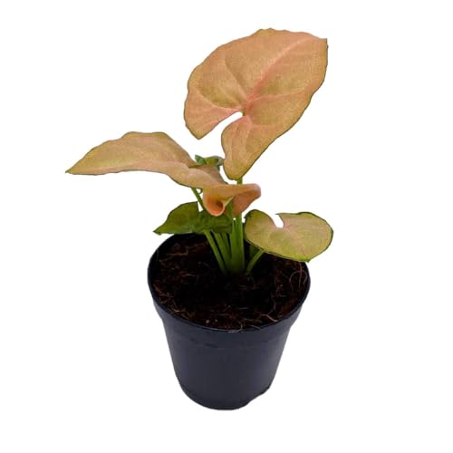 BubbleBlooms Neon Pink Syngonium, 2 inch Arrow Head Vine Vining Indoor Plant