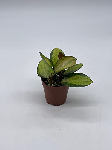 BubbleBlooms Variegated Hoya Australis in a 2 inch Pot, Live Rooted Potted Rare Succulent