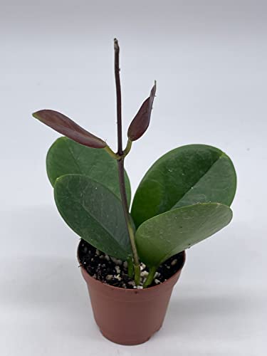 BubbleBlooms Hoya Australis in a 2 inch Pot, Live Rooted Potted Tiny Mini Pixie Plant