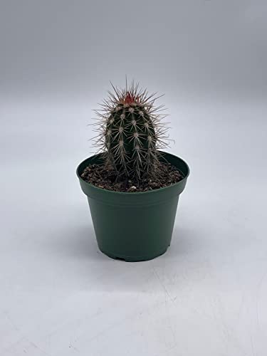 BubbleBlooms Echinocereus engelmannii Engelmann's Hedgehog Cactus in a 4 inch Pot
