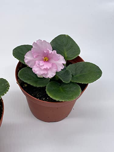 Harmony Foliage Harmony's African Violet Assortment Set, 4 inch pots 3 Different African Violets Gesneriad Plants