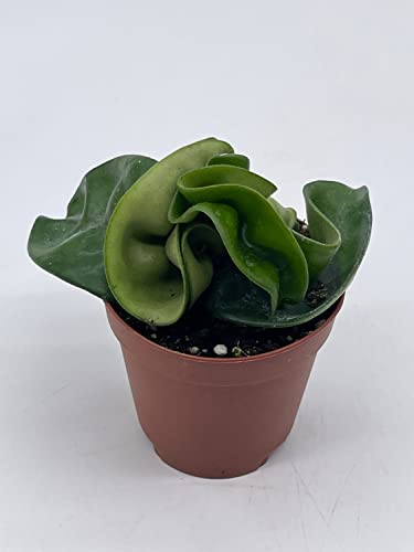 BubbleBlooms Hoya Hindu Rope, Carnosa Compacta, in a 2 inch Pot, Live Tiny Mini Pixie Plant