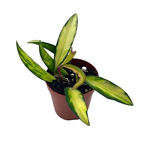 BubbleBlooms Variegated Wayetii Hoya Tricolor in a 2 inch Pot