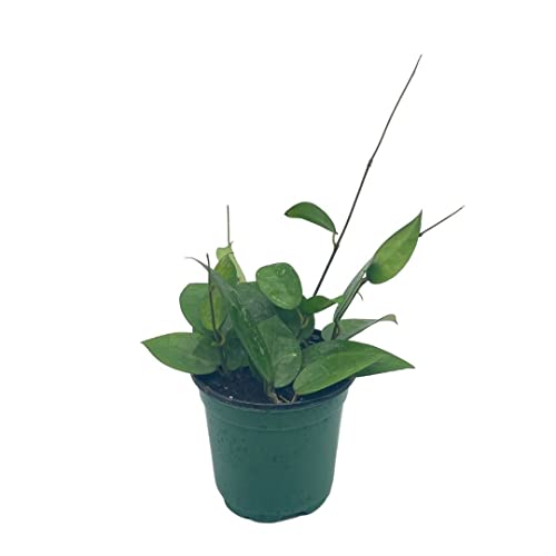 BubbleBlooms Hoya Black Margin, Parasitica, in 4-inch Pot, Rare Limited Collectors Plant