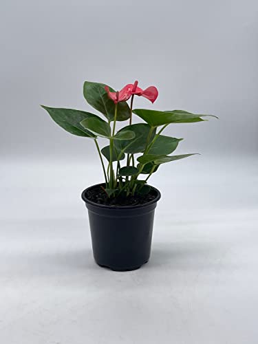 BubbleBlooms Anthurium Pink Flamingo Lily in 4 inch Pot