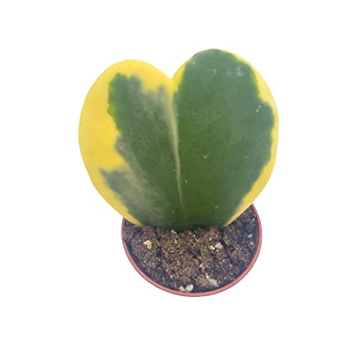 BubbleBlooms Variegated Hoya Kerrii Heart in a 2-inch Pot Sweetheart Mother's Day Plant
