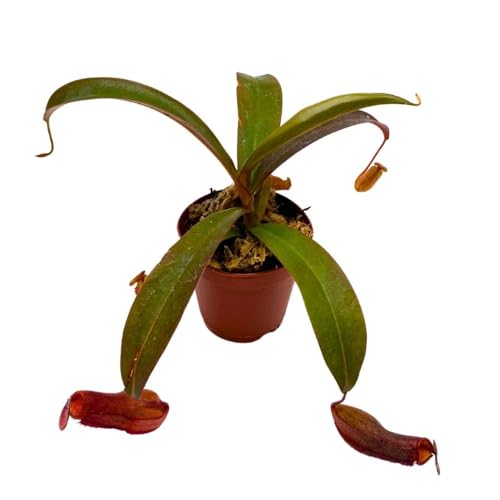 BubbleBlooms Nepenthes Rebecca Soper in a 2 inch Pot Red Tropical Pitcher Carnivorous Plant