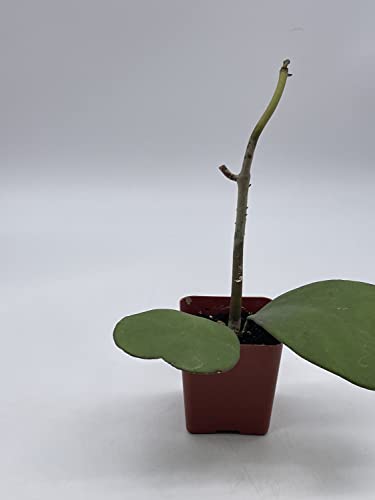 BubbleBlooms Hoya Kerrii Hearts On The Vine, with at Least 2+ Hearts, Vining Plant in a 2 inch Pot Well Rooted