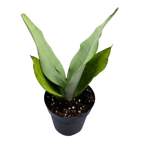 BubbleBlooms Sansevieria Moonshine White-ish Green Snake Plant in a 4 inch Pot