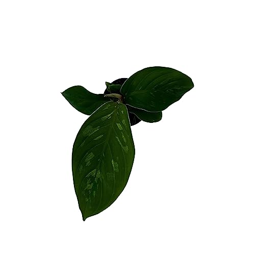 BubbleBlooms Homalomena Camouflage in a 2 inch Pot