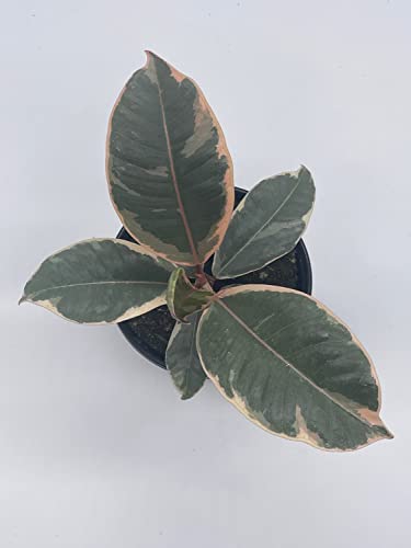 BubbleBlooms Ficus Tineke in a 4 inch Pot Variegated Elastica Rubberplant, Pink and White Rubber Plant