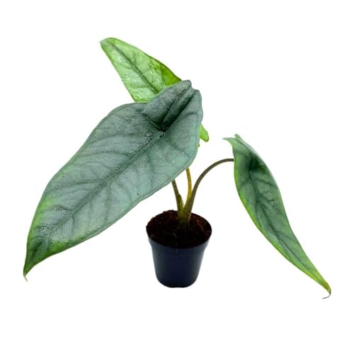 BubbleBlooms Alocasia Dragon's Breath 2 inch Rare Jewel Alocasia Alocasia Heterophylla Tiny Minix Pixie Plant