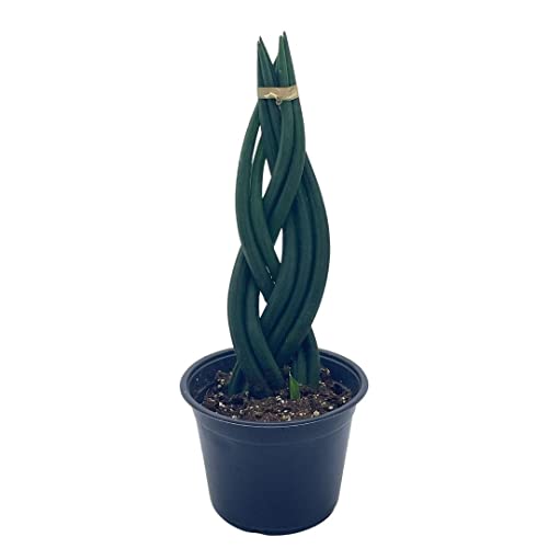 dragon fingers sansevieria BubbleBlooms Braided sansevieria, Dragon Fingers, 6 inch Pot