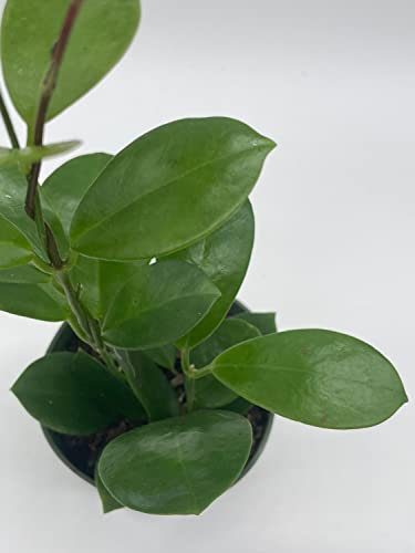 BubbleBlooms Hoya Australis in a 4 inch Pot