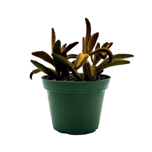BubbleBlooms Chocolate Solider Succulent, 4 inch Panda Plant, Velvet Leaf kalanchoe