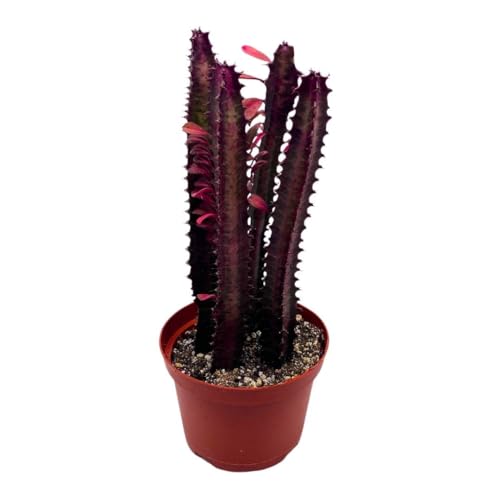 BubbleBlooms Red African Milk Tree in a 6 inch Pot Euphorbia Trigona, All red