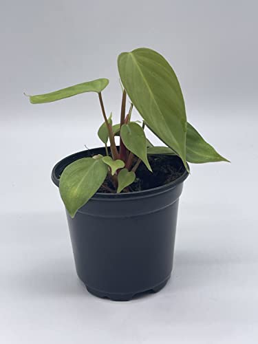 BubbleBlooms Fuzzy Petiole Philodendron Nangaritense in a 4 inch Pot