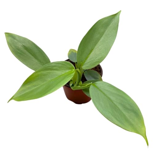 BubbleBlooms Philodendron Silver Sword in a 4 inch Pot