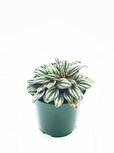 BubbleBlooms Peperomia Rosso albovittata in a 4 inch Pot