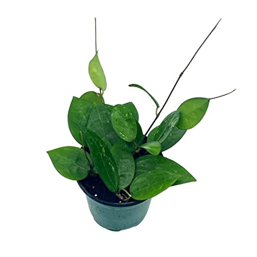 BubbleBlooms Hoya Black Margin, Parasitica, in 4-inch Pot, Rare Limited Collectors Plant