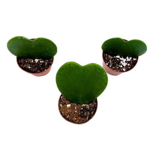BubbleBlooms Green Hoya Kerrii, 2 inch Set of 3, Sweetheart Plant Valentine Tiny Mini Pixie Plants