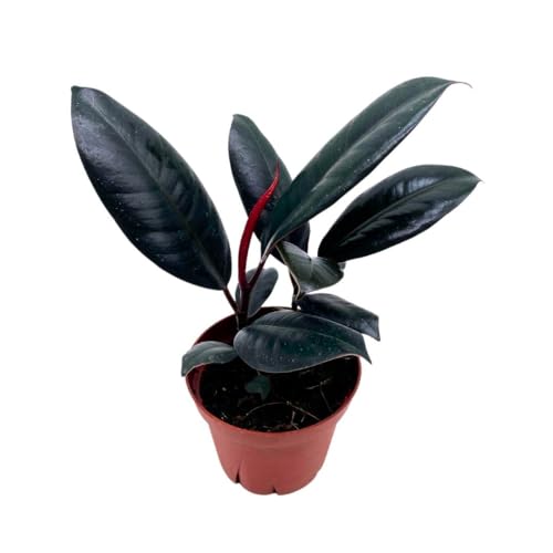 BubbleBlooms Ficus elastica Burgundy, Rubberplant, India Rubber Plant, India Rubber Tree fig in a 4 inch Pot