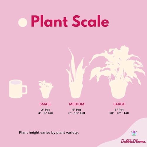 BubbleBlooms Alocasia Cuprea Red Secrets in a 6 inch Pot