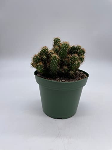 BubbleBlooms Peruvian Apple Cactus, Cereus repandus, in 4 inch Pot, Crested, Clumped Rare Cacti