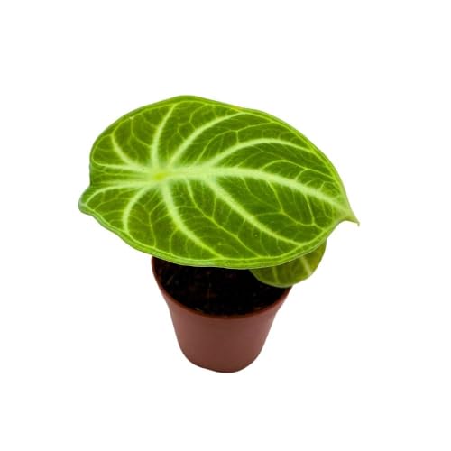 BubbleBlooms Alocasia Ninja, 2 inch Rare Alocasia Black Velvet Ninja Starter Tiny Mini Pixie Plants