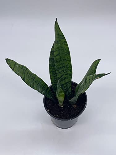BubbleBlooms Green Snake Plant in a 4 inch Pot All-Green Dracaena trifasciata, Cow's Tongue, Lengua de Vaca