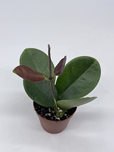 BubbleBlooms Hoya Australis in a 2 inch Pot, Live Rooted Potted Tiny Mini Pixie Plant