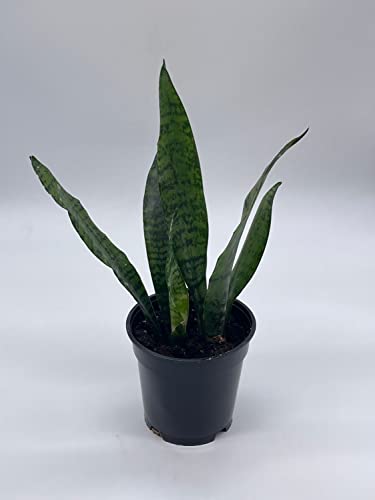 BubbleBlooms Green Snake Plant in a 4 inch Pot All-Green Dracaena trifasciata, Cow's Tongue, Lengua de Vaca