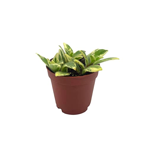 BubbleBlooms Columnea Light Prince Goldfish Plant 2 inch hirta Lipstick Tiny Mini Pixie Arrangement-Sized Plant