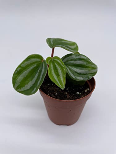 BubbleBlooms Peperomia Mini Watermelon in a 2 inch Pot, Pep verschaffeltii