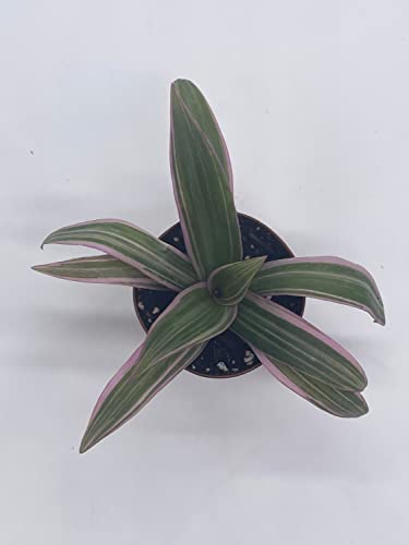 BubbleBlooms Moses in The Cradle, 2 inch Tradescantia spathacea, Rhoeo discolor, Spiderwort spiderplant, Pink Spider Oyster Plant, boatlily