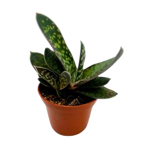 BubbleBlooms Gasteria pillansii, Green Dragon, Smooth in a 2 inch Pot