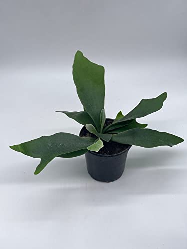 BubbleBlooms Staghorn Fern, in a 4 inch Pot, Platycerium bifurcatum Elkhorn