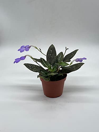 Harmony Foliage michaelmoelleria vietnamensis, Big Mike, in a 4 inch Pot New Genus