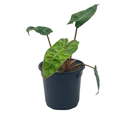 BubbleBlooms Philodendron Billietiae in a 4 inch Pot Very Rare Philo Washboard Abs Plant