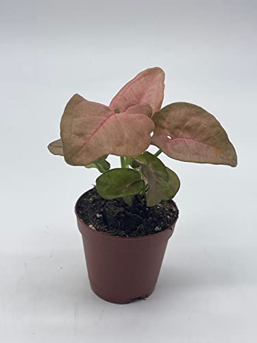 BubbleBlooms Syngonium Pink Strawberry in 2 inch Pot, Well Rooted Live Starter House Plant