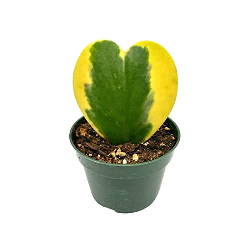 BubbleBlooms Hoya Variegated Kerrii Heart, in a 4 Inch Pot, Sweet Heart Plant, Heart Shaped Leaf, Valentine