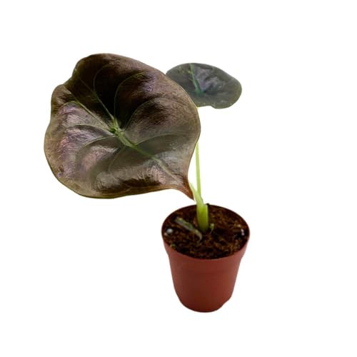BubbleBlooms Alocasia Red Secrets, 2 inch Cuprea Rare Jewel Alocasia Starter Tiny Mini Pixie Plants