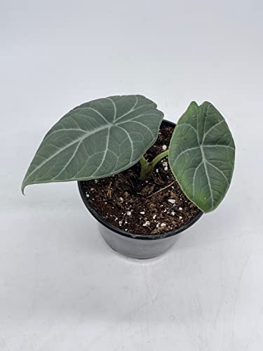 BubbleBlooms Alocasia Melo Maharani, White Velvet, Grey Dragon Plant, Alocasia Hybrid in a 4 inch Pot Live Rooted Potted Rare Succulent