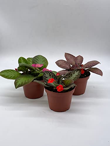 BubbleBlooms Flame Violet Episcia Cupreata Assortment 4 inch pots 3 Different Velvet Plants