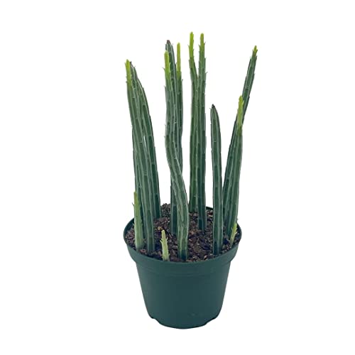 BubbleBlooms Kleinia stapeliiformis in a 4 inch Pot Pickle, Candle Stick Cactus