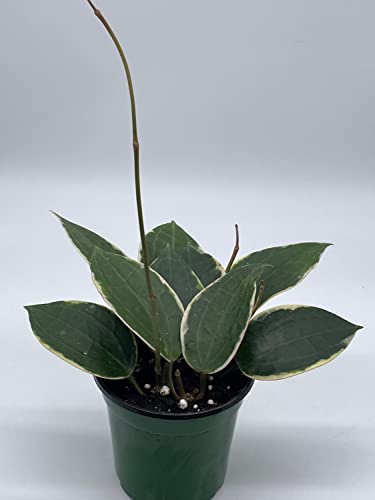 BubbleBlooms Hoya Macrophylla, Very Rare Limited Live Plant, in 4 inch Pot